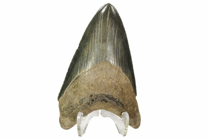 Serrated, Fossil Megalodon Tooth - Georgia #107270